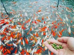 Kotoran koi bukan hanya menghasilkan limbah fisik tetapi juga limbah kimia, maka sistem filtrasi pada kolam ikan koi pun haruslah dirancang untuk dapat menangani. Cara Mudah Budidaya Ikan Koi Jualkoi Id