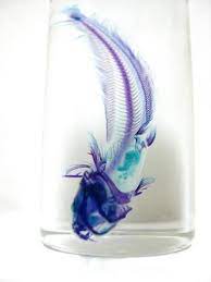 fish transparent skeleton specimens 骨 イラスト イラスト 骨