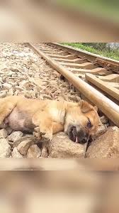 Miracle Resxue”:Young woman saves dog on death's doorstep by ...