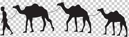 I'm almost 60 years old and i would think that somewhere along the i'd name him hector and train him to spit at haters. Dromedary Camel Train Silhouette Horse Png Clipart Animals Arabian Camel Black And White Camel Camel Like