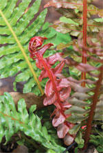 Image result for Blechnum tabulare