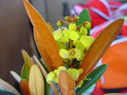 Image result for Acridocarpus chloropterus