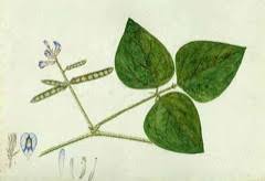 Image result for Calopogonium mucunoides