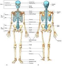 Skeletal System Functions Structures Pt Skills