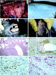 The monkeypox virus can affect humans and certain animals. The Pathology Of Experimental Aerosolized Monkeypox Virus Infection In Cynomolgus Monkeys Macaca Fascicularis Laboratory Investigation