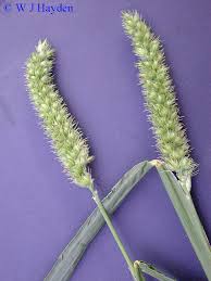 Image result for Cenchrus