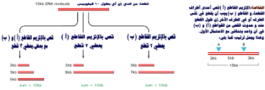 صورة ذات صلة