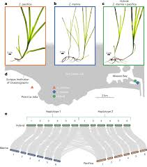 Image result for Zostera capensis