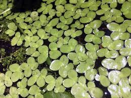 Image result for Spirodela