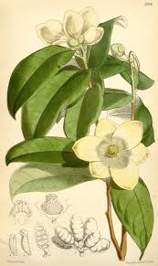 Image result for Vigna kirkii