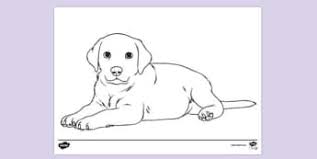 Shop hallmark to find 2021 calendars, perfect for hanging on your wall or fridge. Pictures Of Dogs To Colour In Dog Template Art Activity