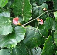 Image result for Rhoicissus tomentosa