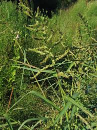 Image result for Brachychloa
