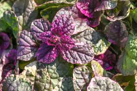 Image result for Ajuga