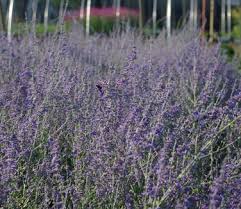 Image result for perovskia atriplicifolia 'little spire'