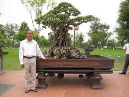 Most Expensive Bonsai And Ficus Ginseng Bonsai Ginseng Bonsai Tree Ficus Ginseng Bonsai Ficus