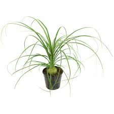 A comprehensive plant care guide for your ponytail palm. Cottage Farms Direct Sun Ponytail Palm