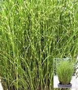 Zebra grass is a deciduous perennial grass native to japan. 4 44