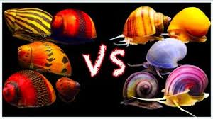 Nerite snails spend much of their lives moving slowly around their habitat, consuming algae and particles of debris. Mystery Snail Vs Nerite Snail Showdown Which One Is Better Youtube