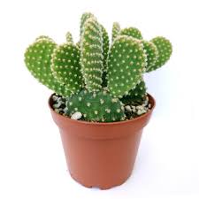 Cacti plants further symbolize maternal love and care because they have medicinal qualities. Golden Angel Wing Cactus Succulent Bunny Ears Funny Cactus For Sale Succulents Box