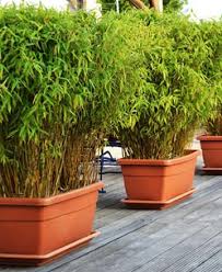 Bambou Pas Cher Achat Vente De Bambous Pour Haie En Pot Willemse Pour les articles homonymes, voir bambou (homonymie). vente de bambous pour haie