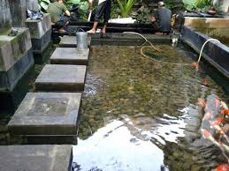 Sistem filtrasi air kolam mempunyai peranan vital dalam memelihara koi, filter merupakan jantung dari ekosistem air kolam yang mendukung kehidupan dan perkembangan koi. Terjual Kolam Ikan Koi Dan Aquarium Anda Di Jamin Jernih Tanpa Kuras Kaskus