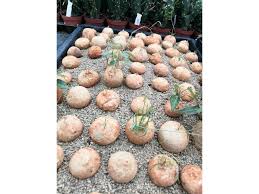 Image result for Adenia kirkii