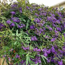 Image result for Hardenbergia comptoniana