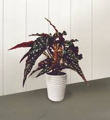 Image result for Chlorophytum amplexicaule