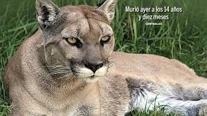 Goyo pumas peluche original, edicion rosa. Fallecio Miztli La Puma De La Unam