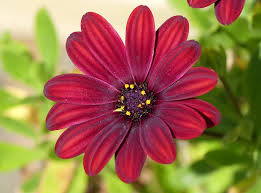Osteospermum ecklonis and osteospermum jucundum are two species which can, and, therefore, can be and often are 'perennials' in the u.k. African Daisy How To Grow Osteospermum Plants Garden Design