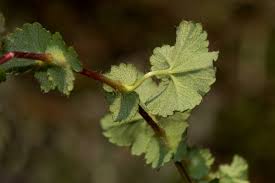 Image result for Alchemilla ellenbeckii