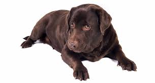 We did not find results for: Bloat In Dogs Signs Symptoms And Prevention Of Canine Bloat