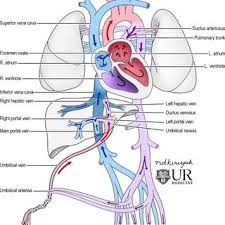 Image result for Neonatal Circulation Assessment