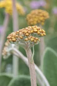 Image result for Helichrysum aureo-nitens