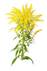 Solidago Solidago Flower Solidago Flowers Bulk Flowers Online Pretty Flowers Flowers