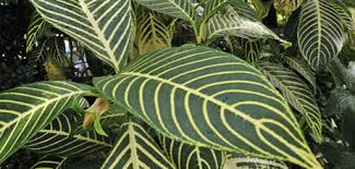 Image result for Sanchezia speciosa