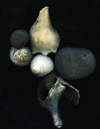 Unknown Artist Beautiful Composition Muscheln Beautiful Coralle