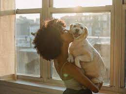 7 things your deceased pet wants you to know. 7 Things Your Deceased Pet Would Want You To Know The Times Of India