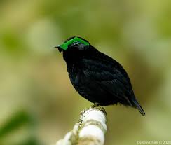 Image result for Habenaria tweedieae