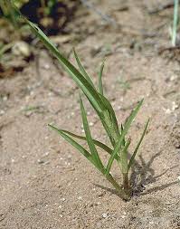 Image result for Commelina nigritana