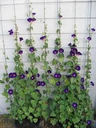 Learn about these top 10 winter season flowers in india that you can grow in your garden with just a bit of persistence and. Top 10 Flowers Easy To Grow From Seeds Blog Nurserylive Com Gardening In India Jardins Pequenos Trepadeiras Floridas Jardim Decorativo