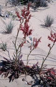 Image result for Rumex lanceolatus