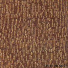 Image result for Coula edulis