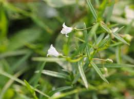 Image result for Oldenlandia