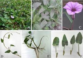 Image result for Ipomoea aquatica