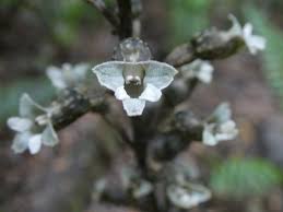 Image result for Gastrodia ballii