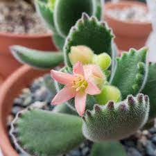 Click any picture below to enlarge. Cotyledon Tomentosa Bear S Paw Succulents And Sunshine Succulents Bear Paws Types Of Succulents