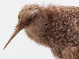 Image result for Pteris kivuensis