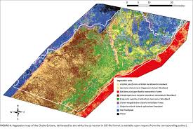 Image result for Oxygonum buchananii